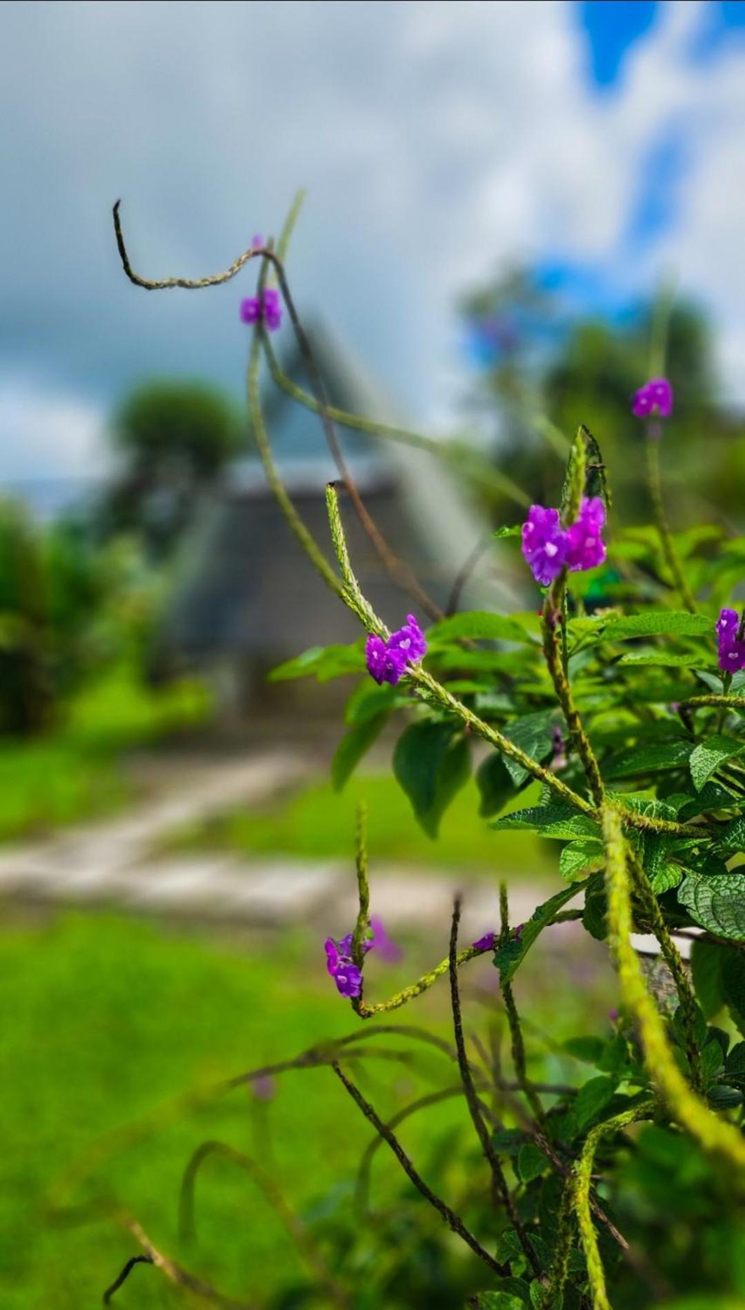 Flora Glamping De Abuela Villa La Fortuna Exterior foto